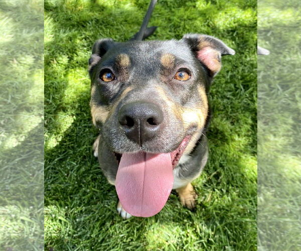 Medium Photo #9 German Shepherd Dog-Unknown Mix Puppy For Sale in Davis, CA, USA