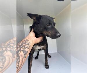 Holland Shepherd-Unknown Mix Dogs for adoption in Houston, TX, USA