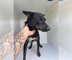 A663713 - Female Holland Shepherd-Unknown Mix Dog for Adoption - Small photo