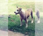 UNA - Female Texas Heeler-Unknown Mix Dog for Adoption - Small photo