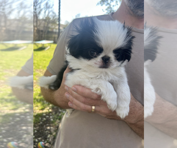 Medium Photo #1 Japanese Chin Puppy For Sale in AUSTIN, TX, USA