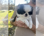 Small Japanese Chin