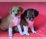 Small #8 Mini Australian Shepterrier