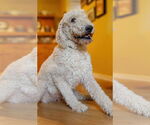Small Goldendoodle
