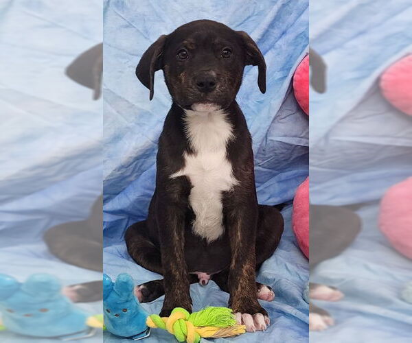 Medium Photo #3 Bulldog-Labrador Retriever Mix Puppy For Sale in Wetumpka, AL, USA