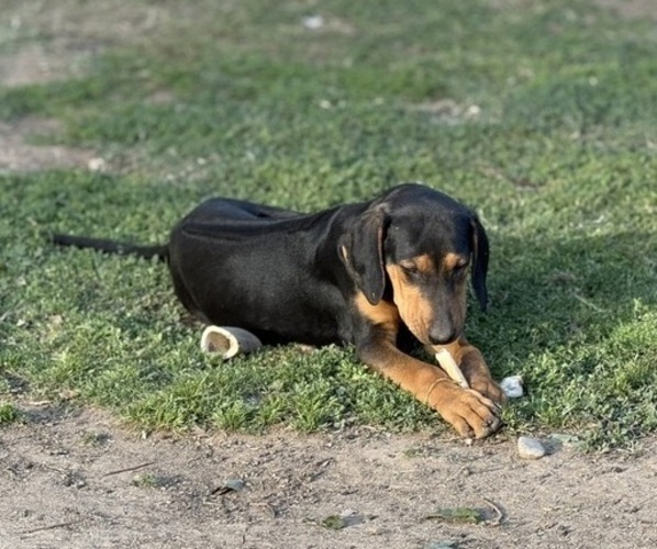 Medium Photo #4 Labrador Retriever-Rhodesian Ridgeback Mix Puppy For Sale in FRESNO, CA, USA