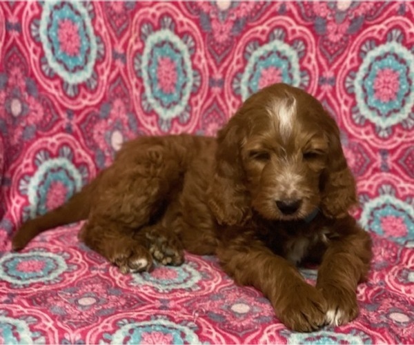 Medium Photo #2 Goldendoodle Puppy For Sale in LANCASTER, PA, USA