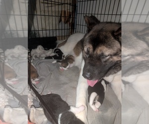 Mother of the Akita puppies born on 04/12/2026
