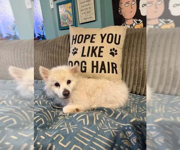 Medium Photo #5 American Eskimo Dog Puppy For Sale in Pikesville, MD, USA