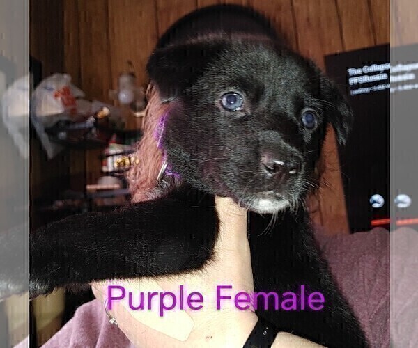Medium Photo #3 Wolf Hybrid Puppy For Sale in BUNKER HILL, WV, USA