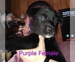 Small Photo #3 Wolf Hybrid Puppy For Sale in BUNKER HILL, WV, USA