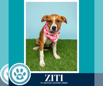 Small #6 Boxer Mix