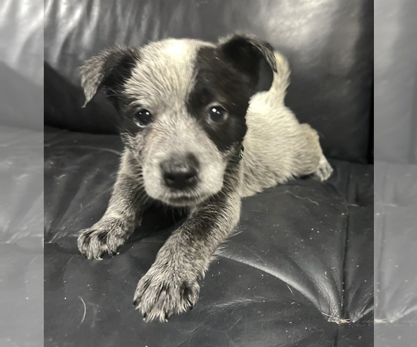 Medium Photo #2 Australian Cattle Dog Puppy For Sale in NORTH TONAWANDA, NY, USA