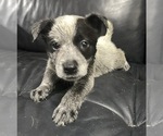 Small Photo #6 Australian Cattle Dog Puppy For Sale in NORTH TONAWANDA, NY, USA