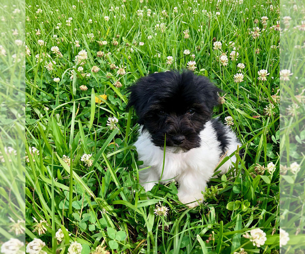 Medium Photo #12 Havanese Puppy For Sale in HOUSTON, TX, USA
