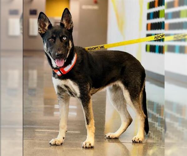 Medium Photo #1 Gerberian Shepsky Puppy For Sale in San Martin, CA, USA