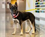 Small Gerberian Shepsky
