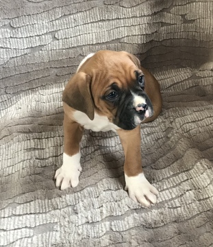Medium Photo #12 Boxer Puppy For Sale in APPLE CREEK, OH, USA