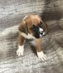 Small Photo #12 Boxer Puppy For Sale in APPLE CREEK, OH, USA