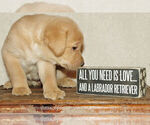 Small Photo #3 Labrador Retriever Puppy For Sale in FOUNTAIN, CO, USA