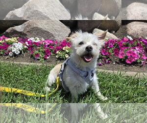 Mutt Dogs for adoption in St. Louis Park, MN, USA