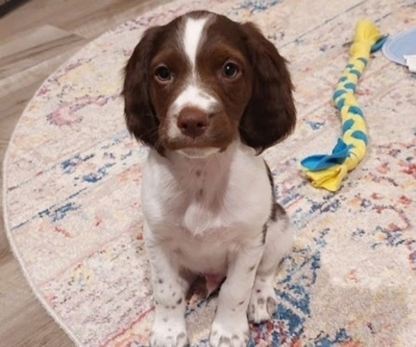 Medium Photo #3 Brittany Puppy For Sale in SOMERSET, OH, USA