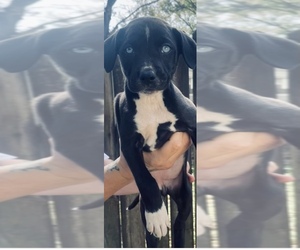 Australian Shepherd-Great Pyrenees Mix Puppy for sale in PENSACOLA, FL, USA