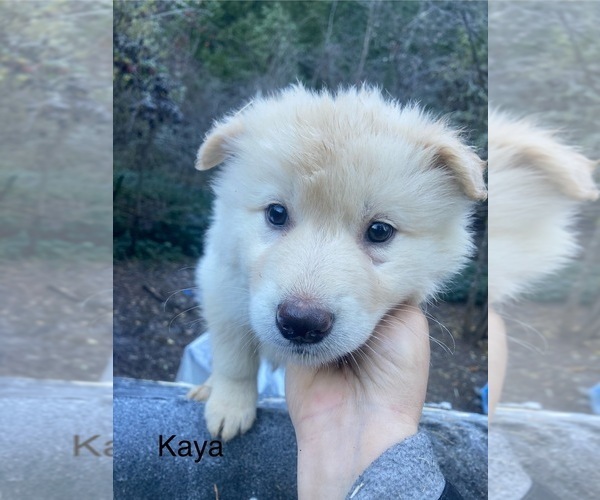 Medium Photo #1 Gerberian Shepsky Puppy For Sale in MAD RIVER, CA, USA