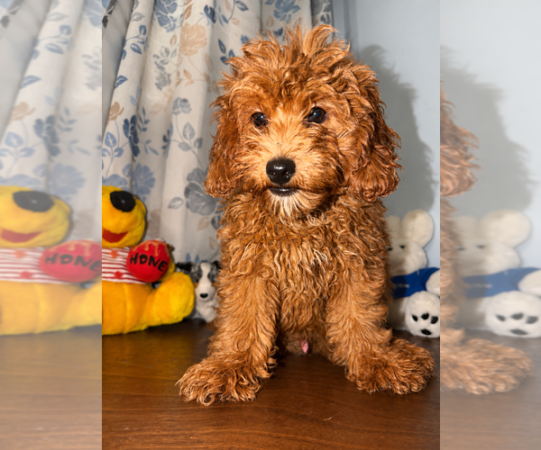 Medium Photo #44 Goldendoodle mix (+ Poodle Miniature) Puppy For Sale in DURHAM, CT, USA