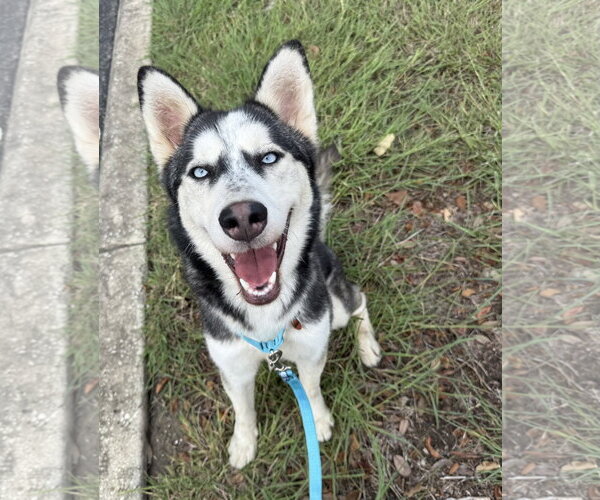 Medium Photo #2 Siberian Husky Puppy For Sale in Carrollton, TX, USA