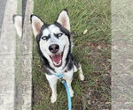Small Photo #2 Siberian Husky Puppy For Sale in Carrollton, TX, USA