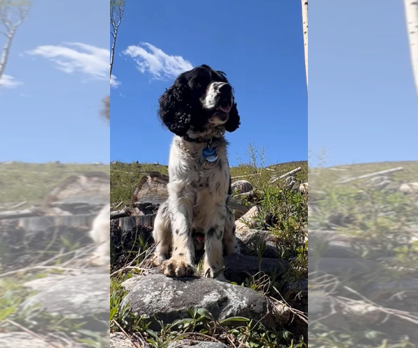 Medium Photo #1 Cocker Spaniel Puppy For Sale in BRECKENRIDGE, CO, USA