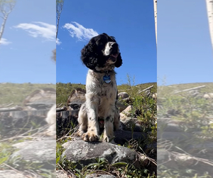 Father of the Cocker Spaniel puppies born on 11/27/2025