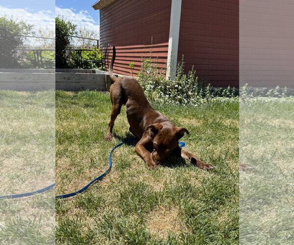Medium Photo #3 Labrador Retriever-Unknown Mix Puppy For Sale in Sandy, UT, USA