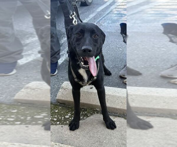 Medium Photo #10 Labrador Retriever-Unknown Mix Puppy For Sale in Silver Spring, MD, USA