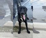 Small #9 Labrador Retriever Mix