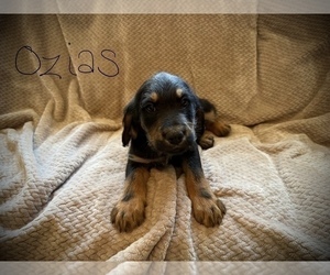 Labradoodle Puppy for sale in MELVERN, KS, USA