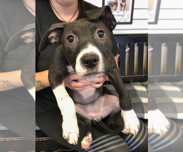 Medium Photo #1 Boxer-Unknown Mix Puppy For Sale in Amarillo, TX, USA