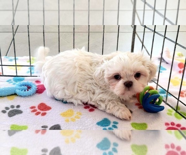 Medium Photo #6 Shih Tzu Puppy For Sale in ORO VALLEY, AZ, USA