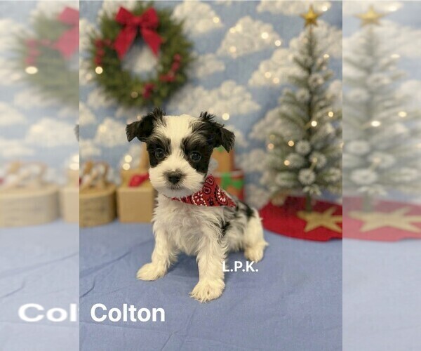 Medium Photo #1 Morkie Puppy For Sale in WINNSBORO, LA, USA