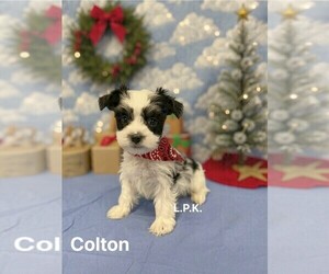 Morkie Puppy for Sale in WINNSBORO, Louisiana USA