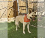 Small #11 German Shepherd Dog Mix