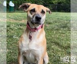Small #1 Labrador Retriever Mix