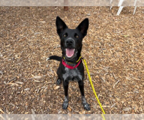 Medium Photo #1 Border Collie-Unknown Mix Puppy For Sale in Santa Cruz, CA, USA