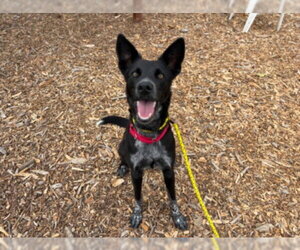 Border Collie-Unknown Mix Dogs for adoption in Santa Cruz, CA, USA