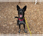 SOCKS - Female Border Collie-Unknown Mix Dog for Adoption - Small photo