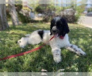Father of the Poodle (Standard) puppies born on 07/01/2023