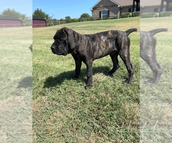 Medium Photo #1 Cane Corso Puppy For Sale in WEATHERFORD, TX, USA