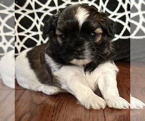 Shorkie Tzu Puppy for sale in JANE LEW, WV, USA