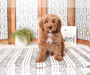 Goldendoodle Puppy for sale in NAPLES, FL, USA